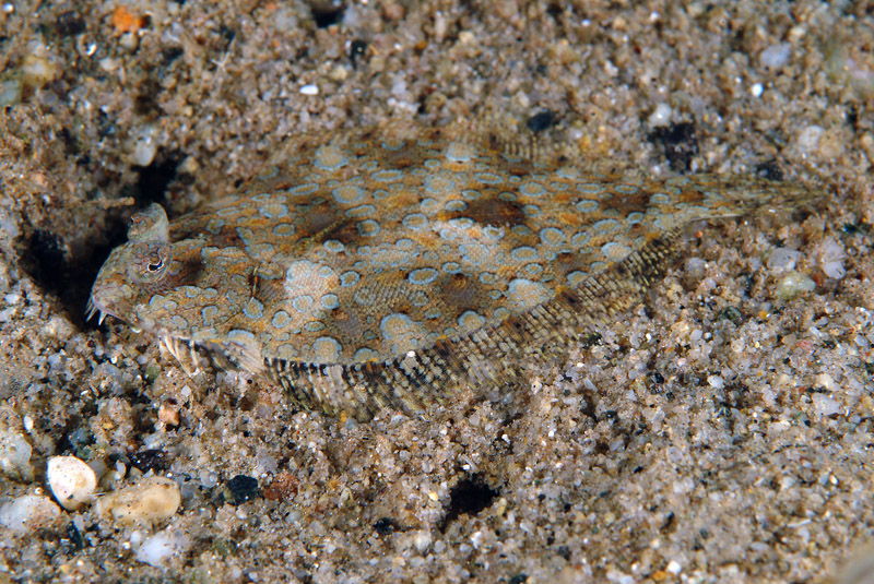 Pesce da determinare (Arnoglossus sp.)